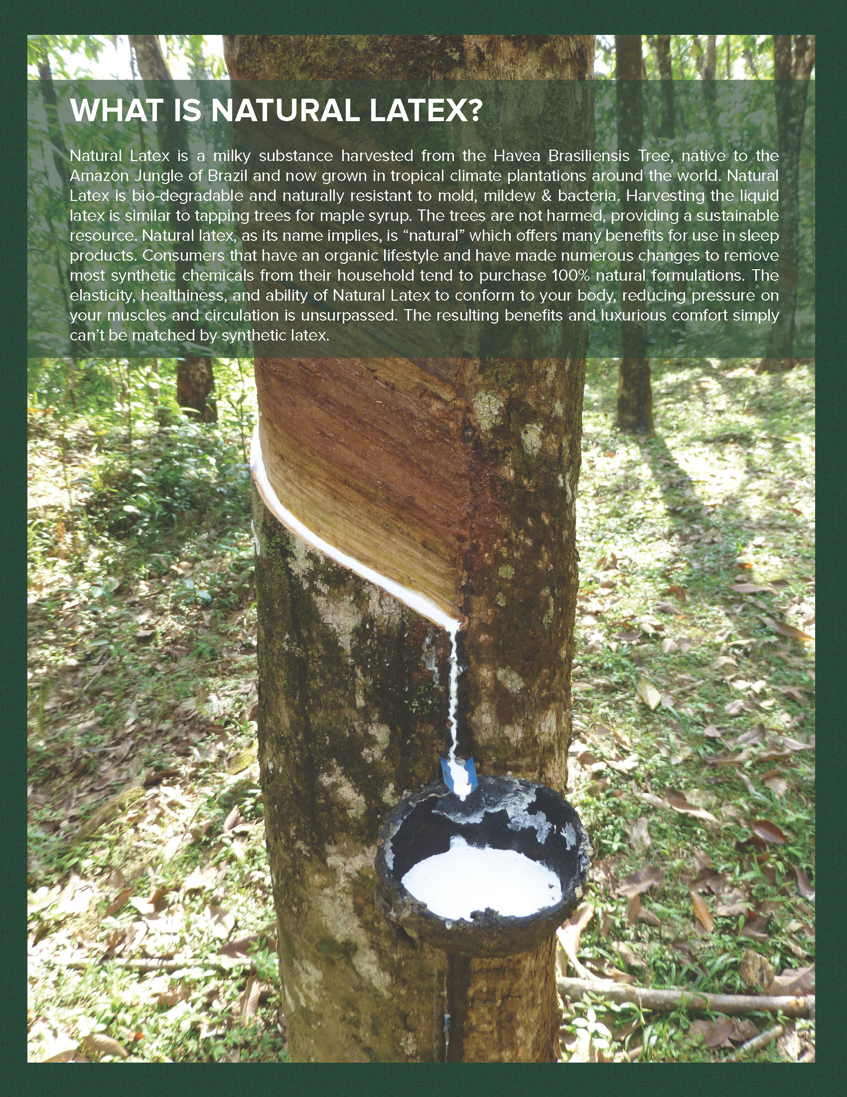 Certified organic latex