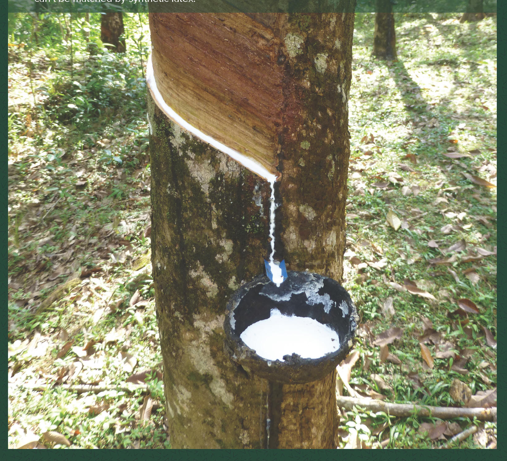 Ojai natural mattress